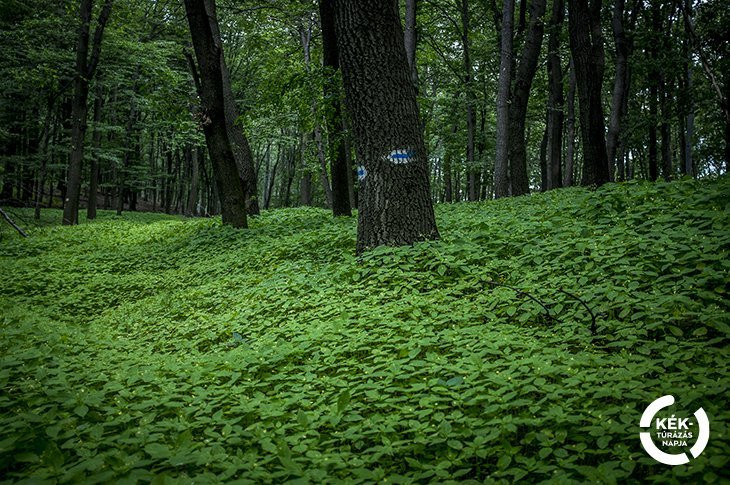 Bakonykúti – Csőszpuszta